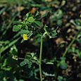 Black medick may 06