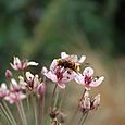 Hornet mimic hoverfly