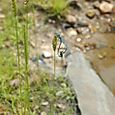 Damselflies mating by the pond