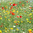 Barley field flowers