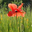 Backlit poppy