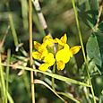 Greater Bird's-foot-trefoil may 06