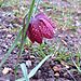 Fritillaryapril06