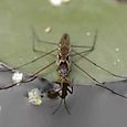 Pond skaters having fun