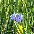 Cornflower in barley field