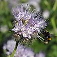 Phacelia bumblebee