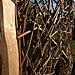 Willow screen close up