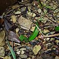 Ophrys apifera January 2008