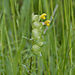 Yellow-rattle