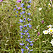 Vipers bugloss