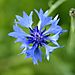 Cornflower