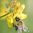 Carder bee on greater bft