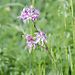 Ragged robin May