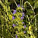 Viper's bugloss by the road 1