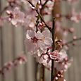 Almond blossom1
