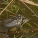 Frogs mating march 2009 01