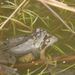 Frogs mating march 2009 02