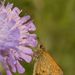 Small Skipper on Scabious