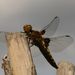 Four spotted chaser 