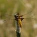 Four spotted chaser 