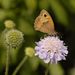 Meadow Brown on Scabious