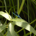 Banded demoiselle