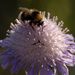 White tailed bumblebee on Scabious