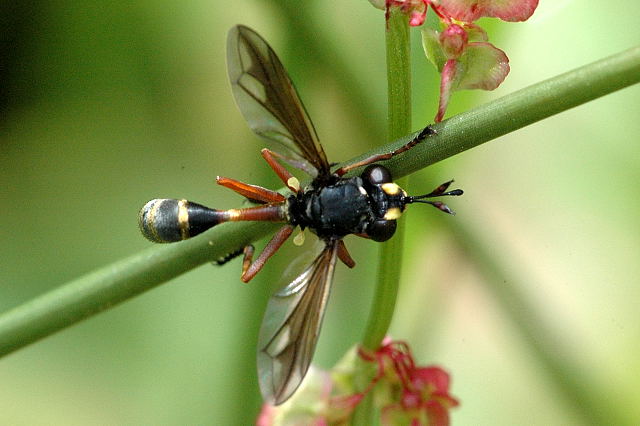 Physocephala_rufipes