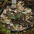 Ophrys apifera nov 2010