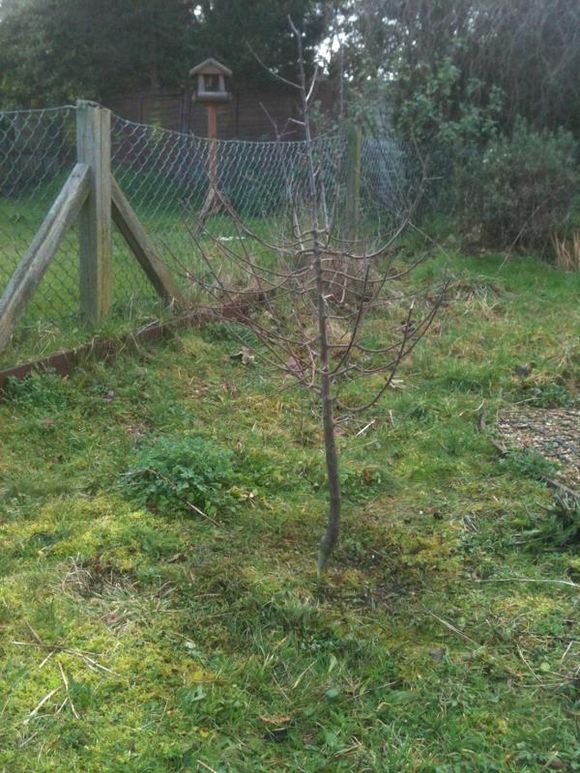 Tree planting