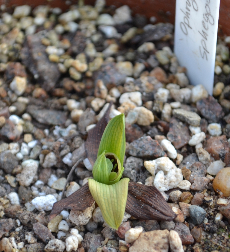 Ophrys spegodes bud