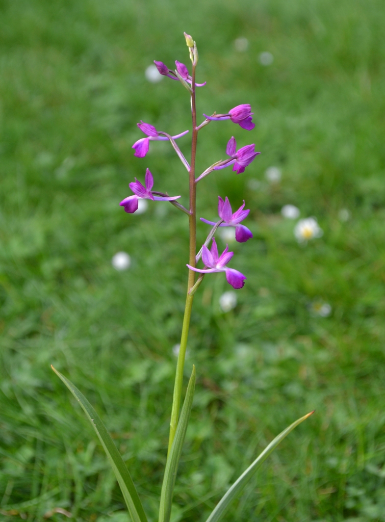 Anacamptis laxiflora 2