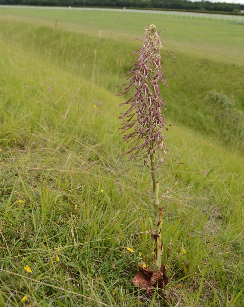 Lizard Orchid Devil's Dyke 3