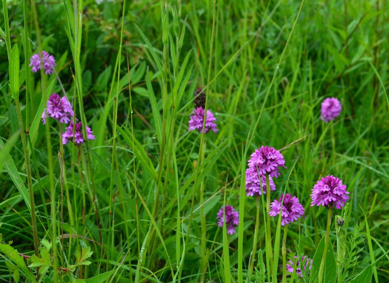 Pyramidal orchid Devil's Dyke 2