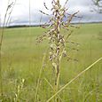 Lizard Orchid Devil's Dyke 1