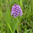 Pyramidal orchid Devil's Dyke 1