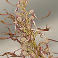 Lizard Orchid Devil's Dyke Close up