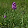 Pyramidal orchid Devil's Dyke 4