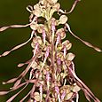 Lizard Orchid Devil's Dyke Close up 3