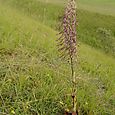 Lizard Orchid Devil's Dyke 3