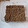 Cardboard seed sowing 2 - akadama granules