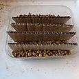 Cardboard seed sowing 3 - cardboard