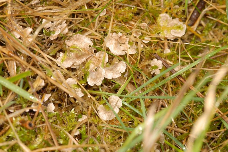 Grass Fungus