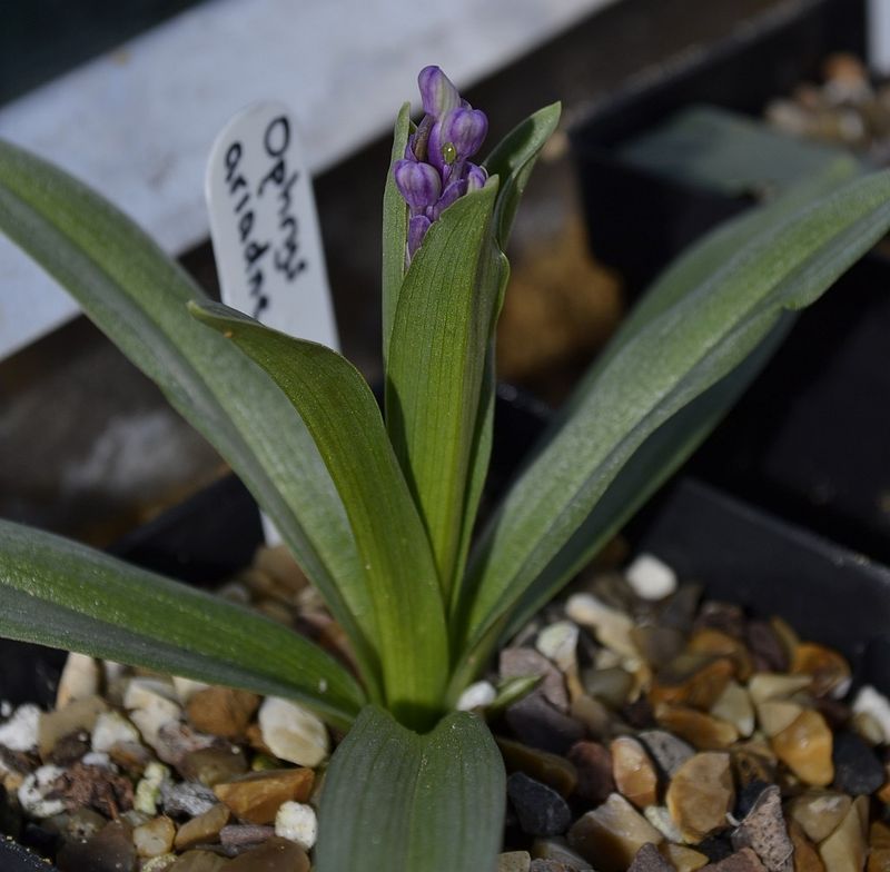 Ophrys ariadne feb 2013