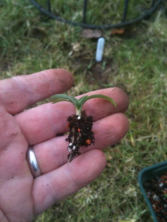 Planting in the mini meadow