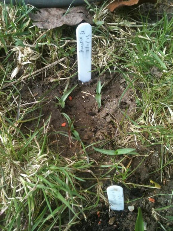 Planting in the mini meadow