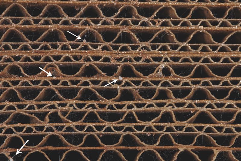 Cardboard-only-Dact-protoco