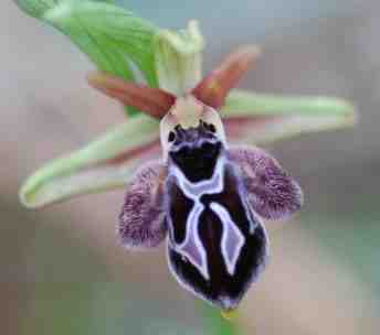 Ophrys ariadne