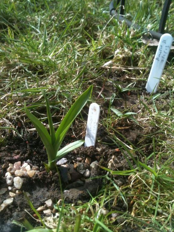 Planting in the mini meadow