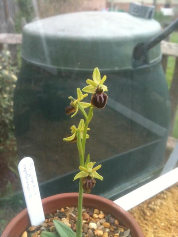 Early flowering orchids in the greenhouse